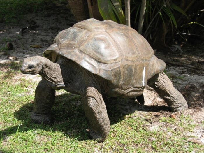 Tortues géantes Les Seychelles
