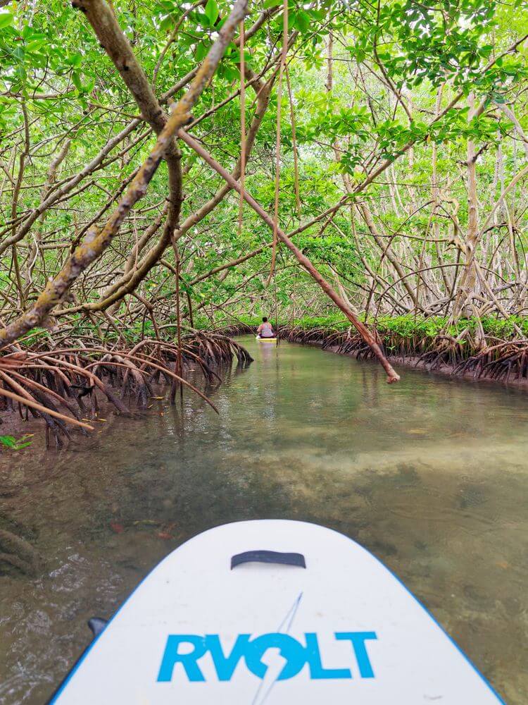paddle boarding Discovering the mangrove by paddling