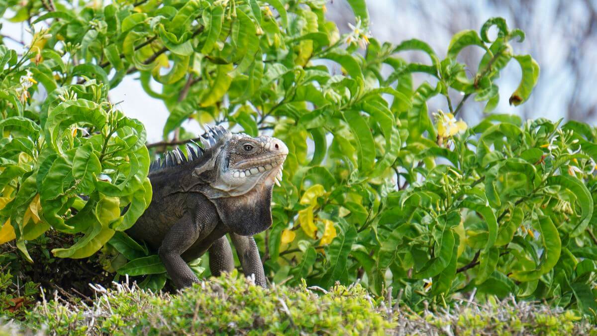 Iguana on Petite Terre petite terre iguana