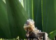 iguana guadeloupe
