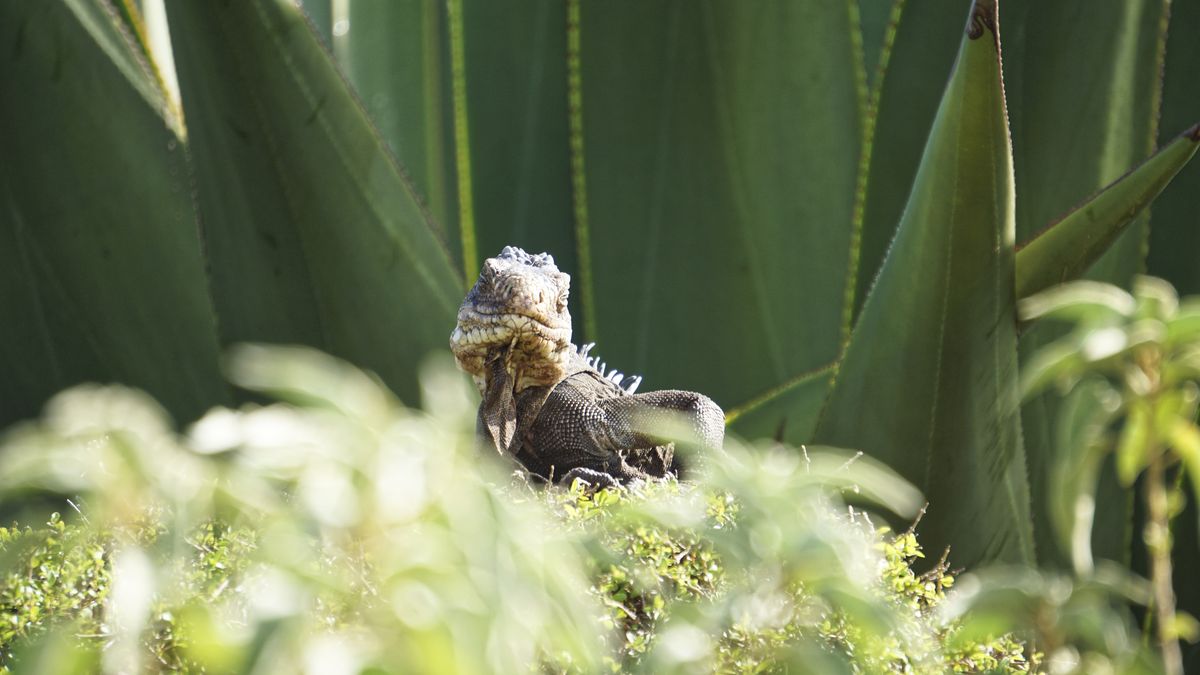 petite-terre iguana guadeloupe petite-terre iguana
