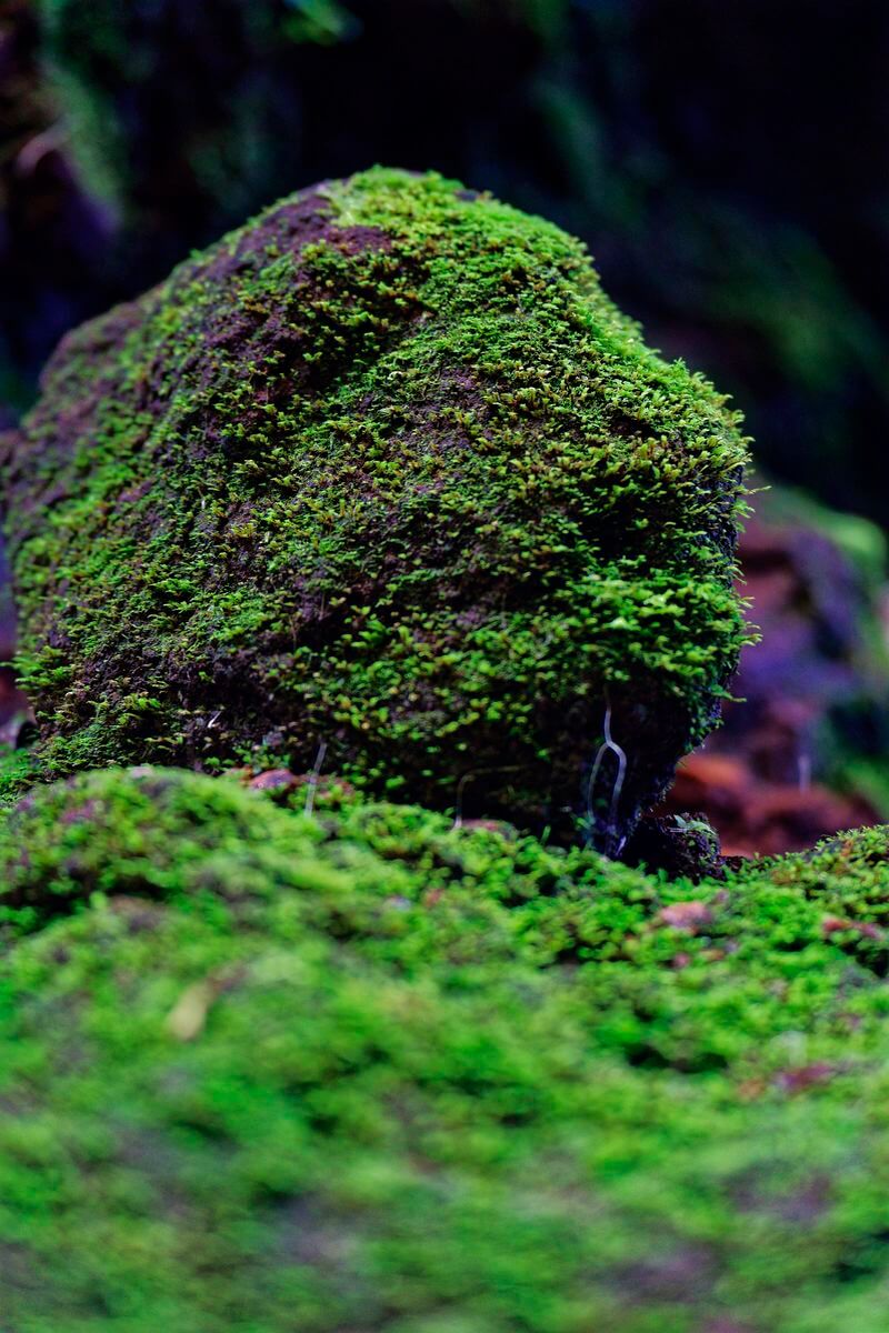 Mousse vers la parabole Sur les rochers Mousse