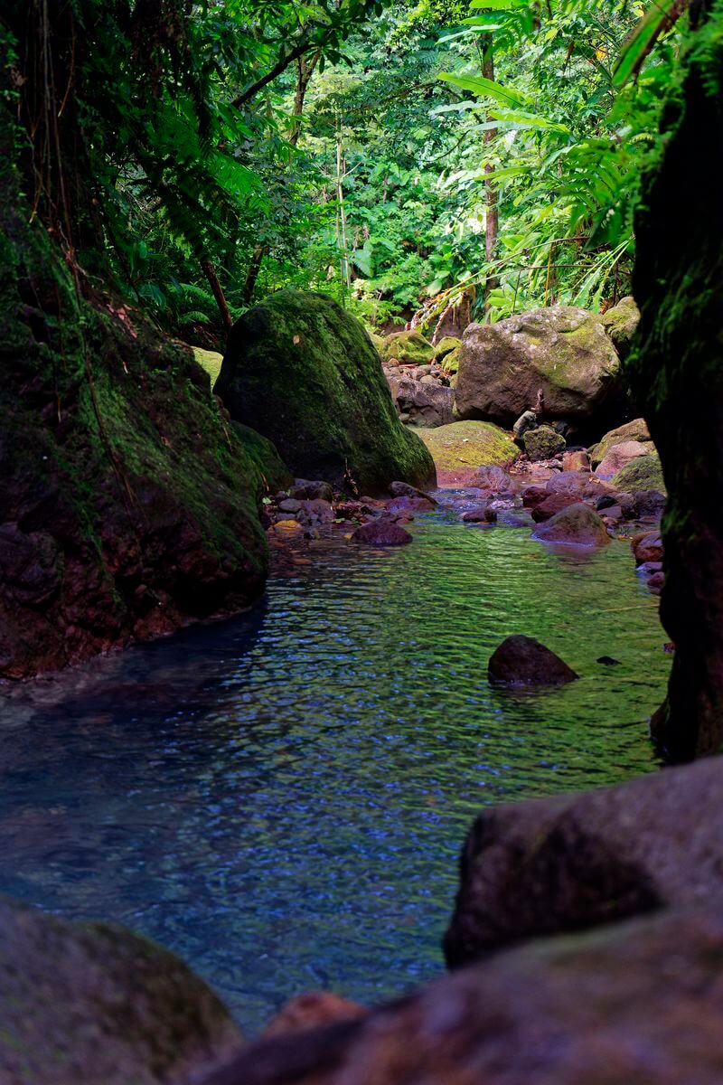 canyon parabole Canyon dans la forêt