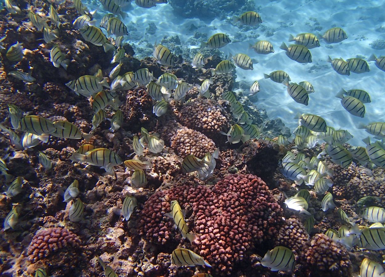 monde sous marin seychelles