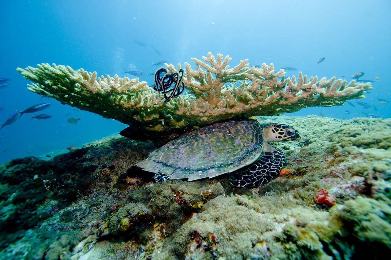 meeresfonds seychellen tauchen auf den seychellen