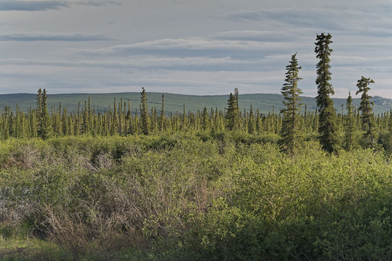 Tuktoyaktuk vues foret Tuktoyaktuk