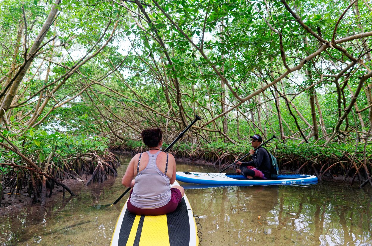 Paddeln in den Mangroven von Guadeloupe paddeln auf guadeloupe