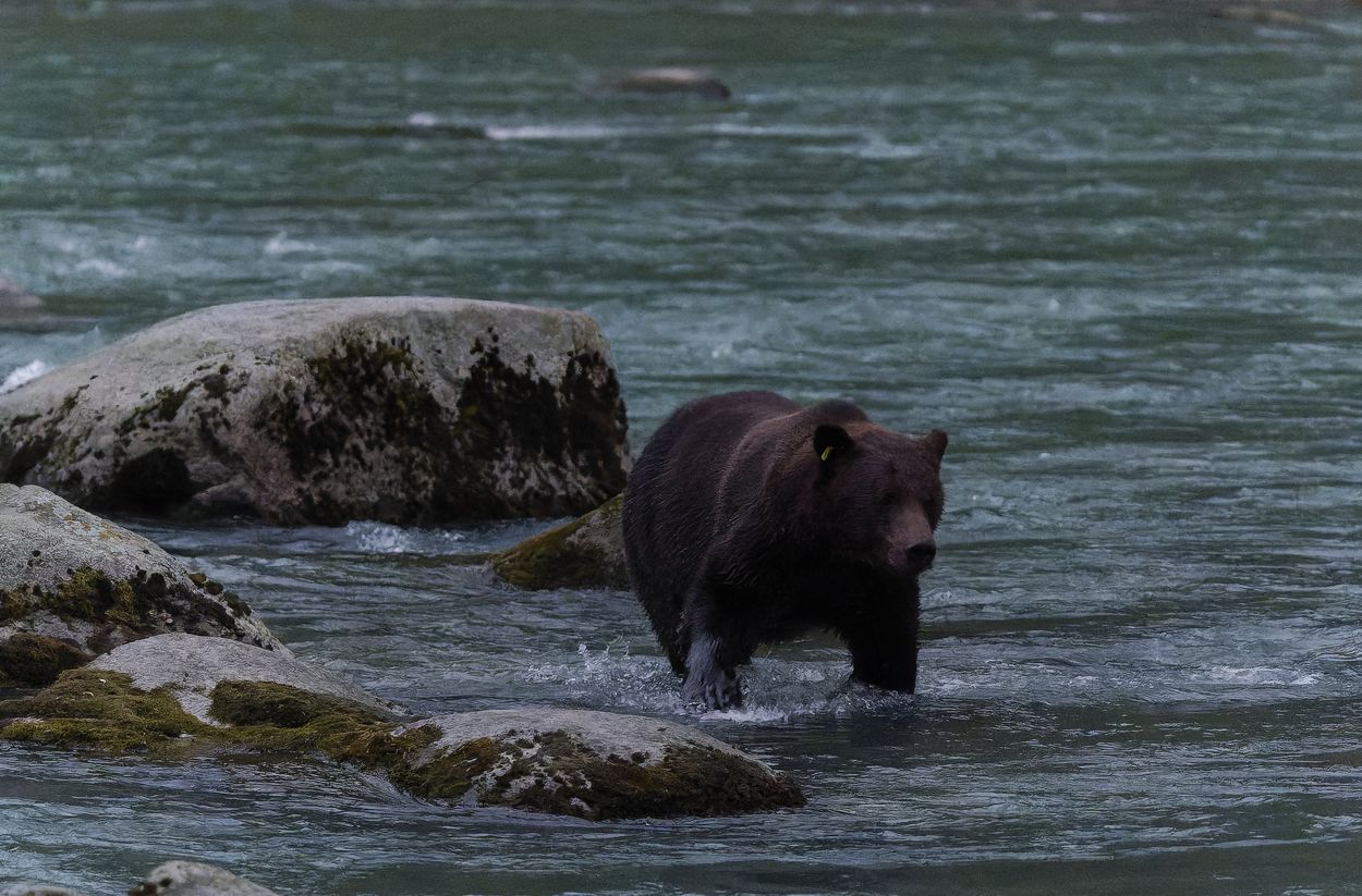 ours dans rivière haines pêche ours haines