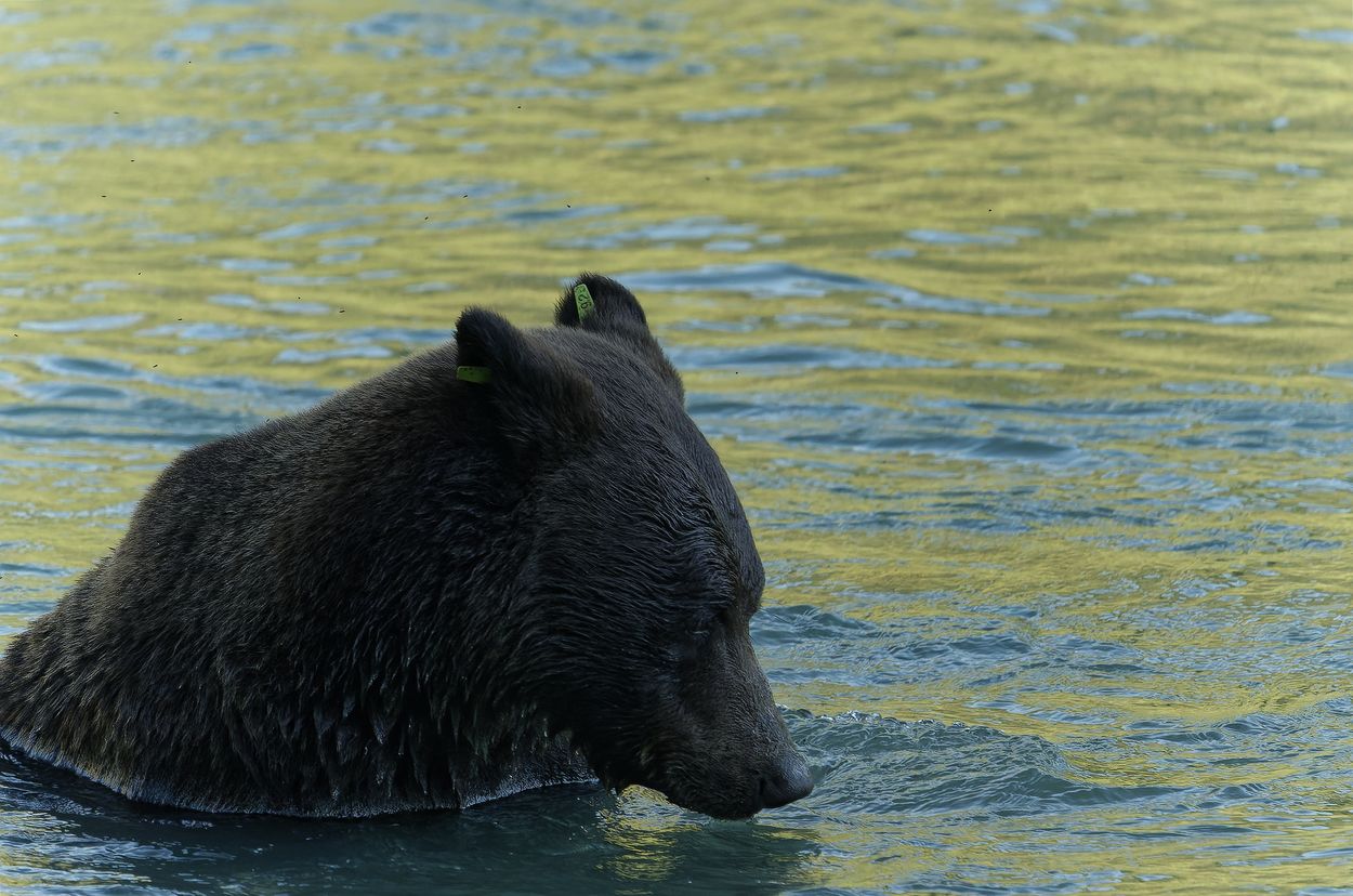 ours haines alaska ours rivière haines