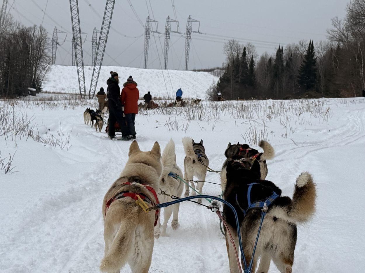 Ankunft auf der Wiese schlittenhunde auf der wiese