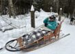 schlittenhundetest laurentides