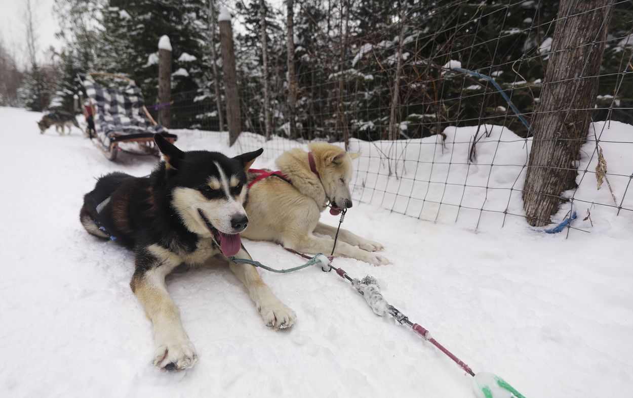 Hunde im Stand die hunde in der hütte