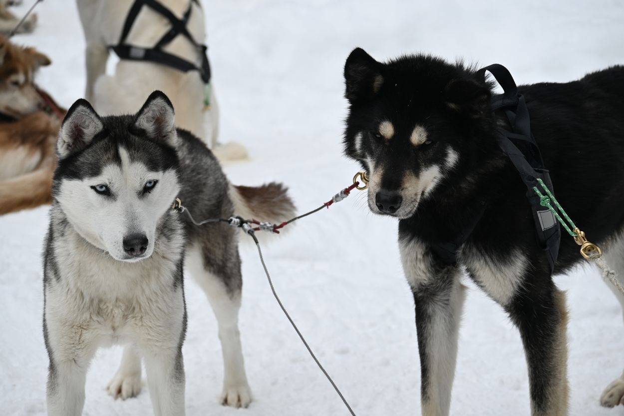 Hunde am Start vorstellung der hunde vor dem start