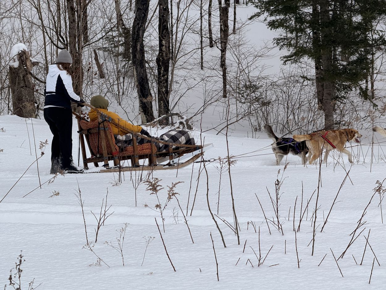 Schlittenhunde auf der Wiese schlittenhunde