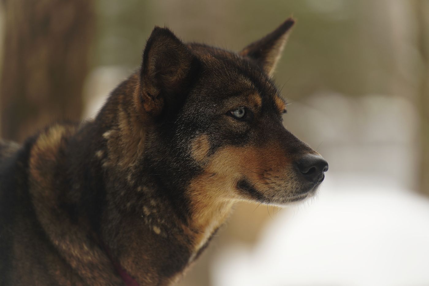 Schlittenhunde schlittenhunde