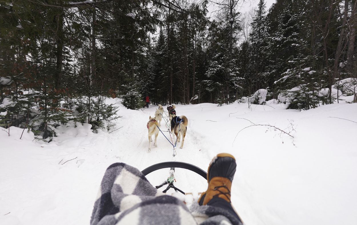 dog sledding in montreal in winter dog sledding winter montreal