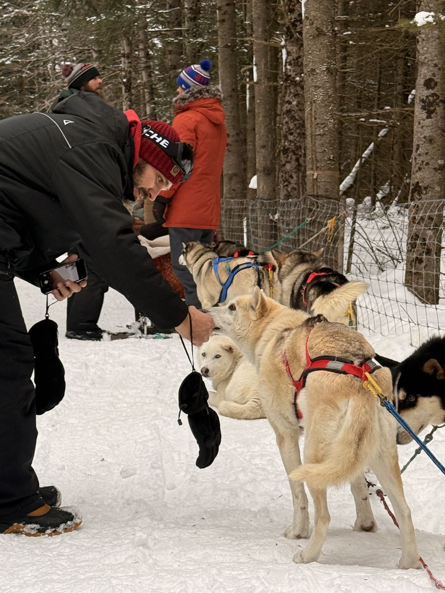 man füttert sie zunächst hunde am start