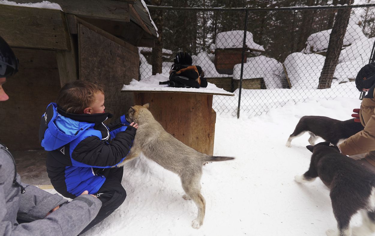 retour avec les chiots chiots et les enfants au chenil
