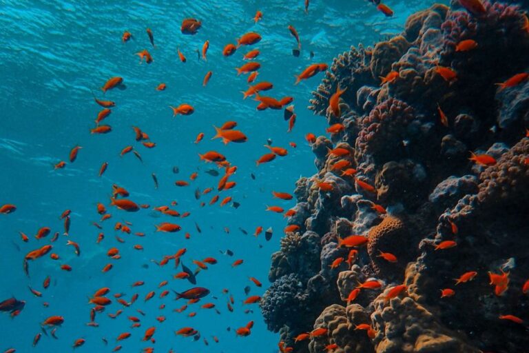 poissons plongée malte poisson plongée sous marine malte