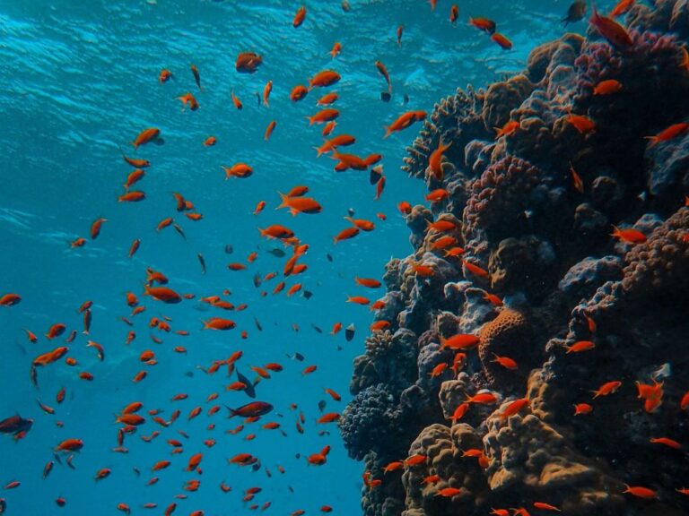 Malta Fischtauchen fisch tauchen malta