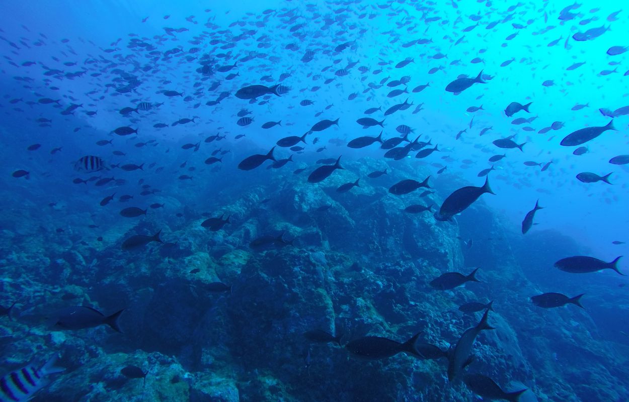 poissons snorkeling faire du snorkeling à gozo