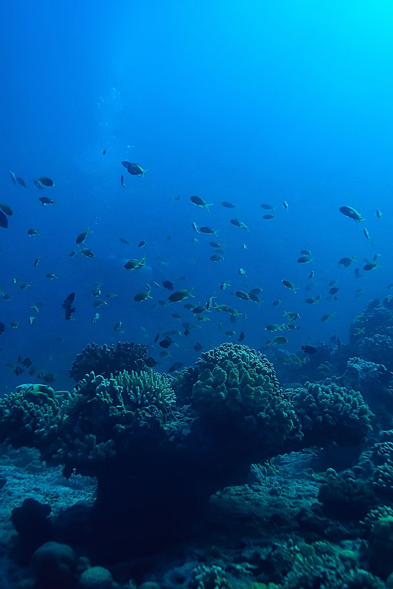 Malta archipelago diving session fish diving in Malta