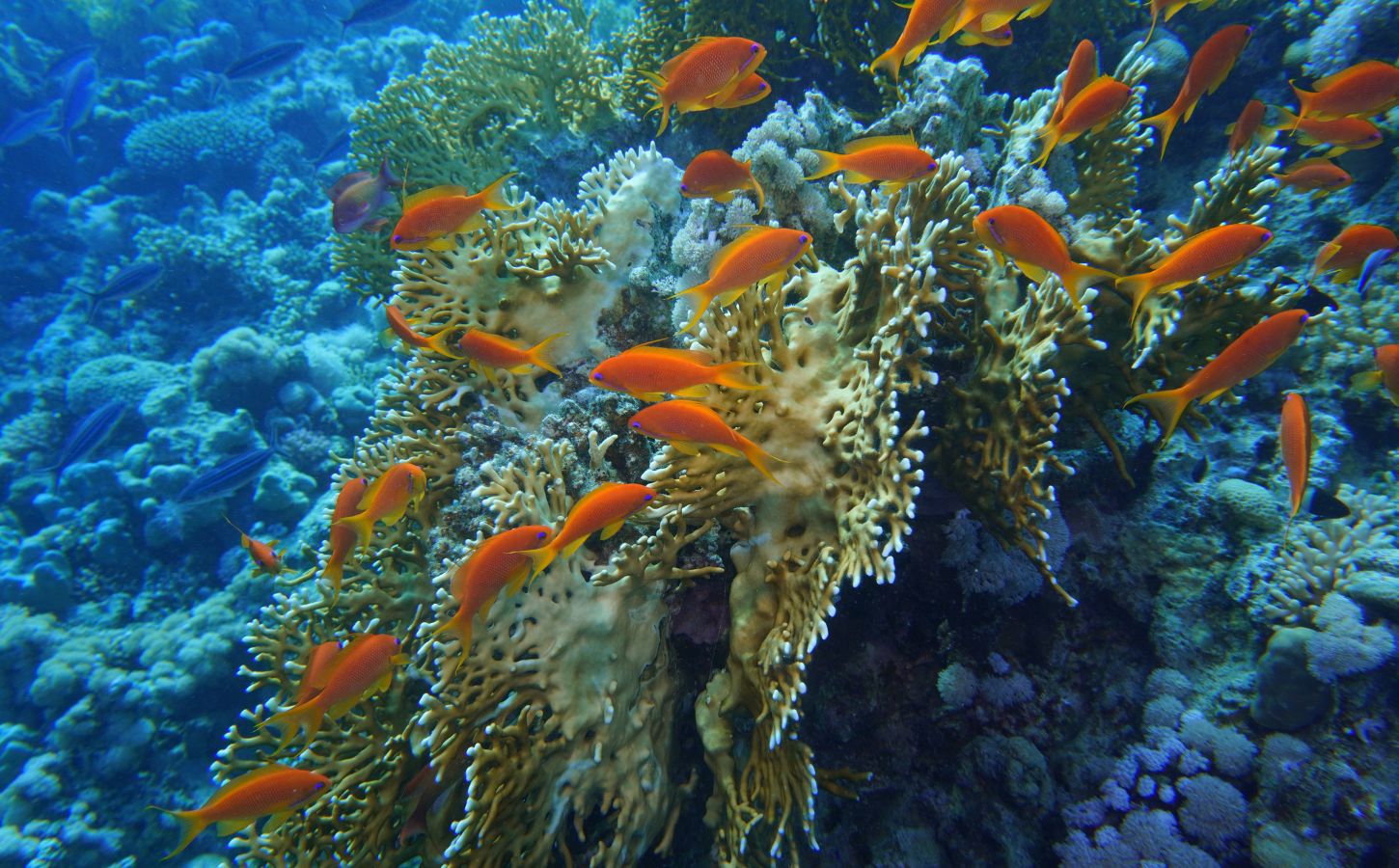 snorkeling à gozo malte poissons gozo malte