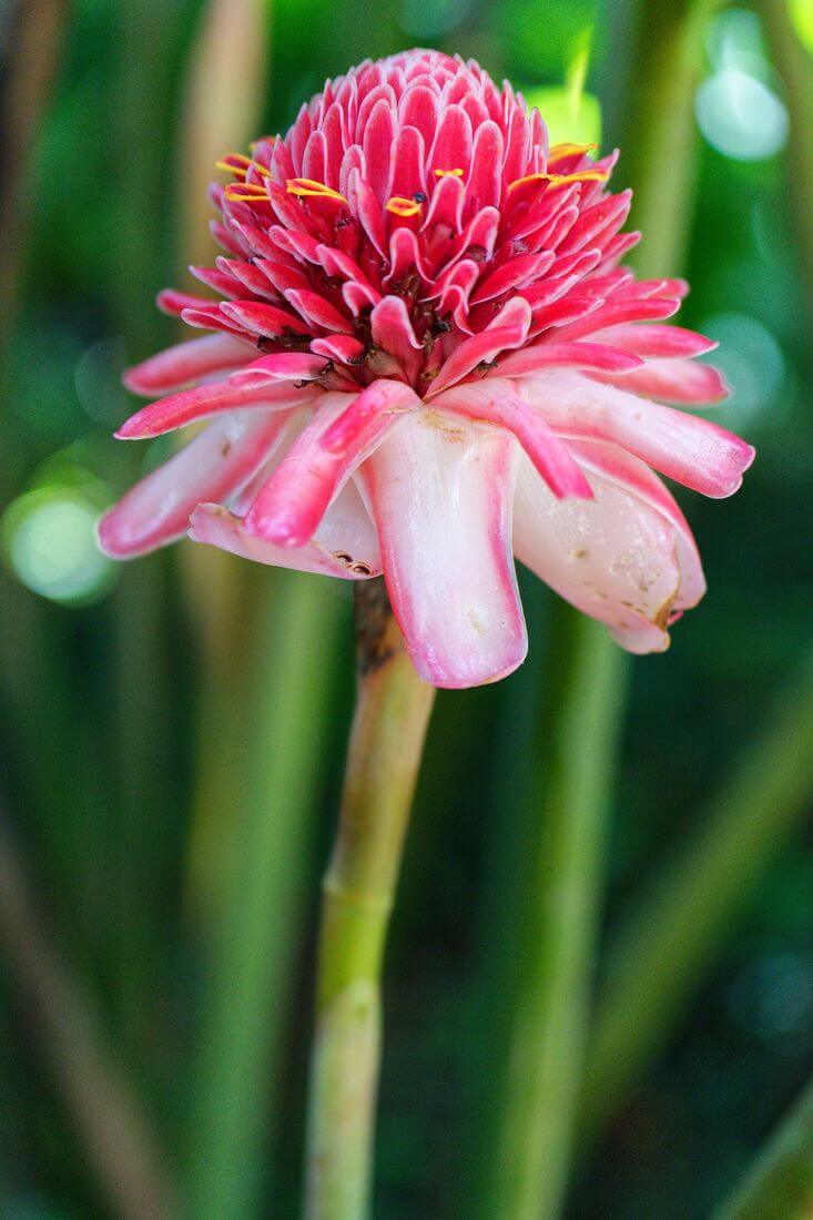 Porzellanrose tropische blumen aus guadeloupe