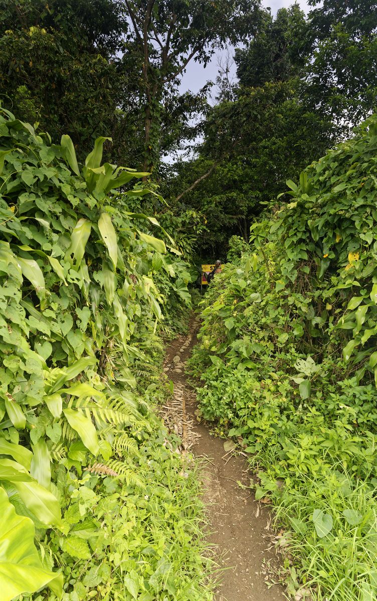 Chemin feuillu foret tropicale Randonneurs sous les arbres tropicaux