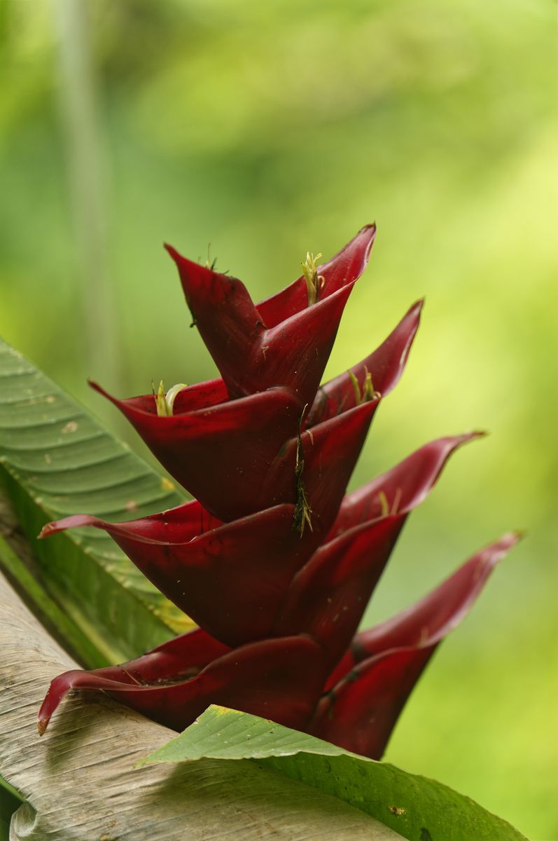 Heliconia rouge sur le chemin Matouba Heliconia rouge dans la verdure
