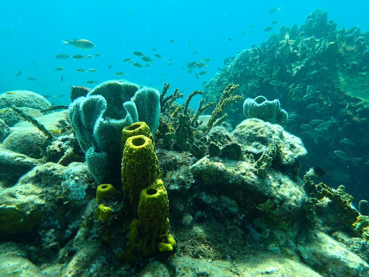 diving at Malendure diving at malendure beach