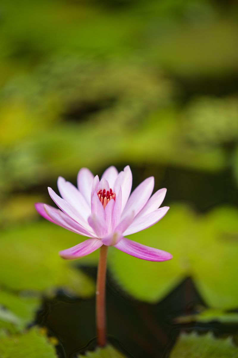 viltrox 85mm 1.4 proxy viltrox 85mm 1.4