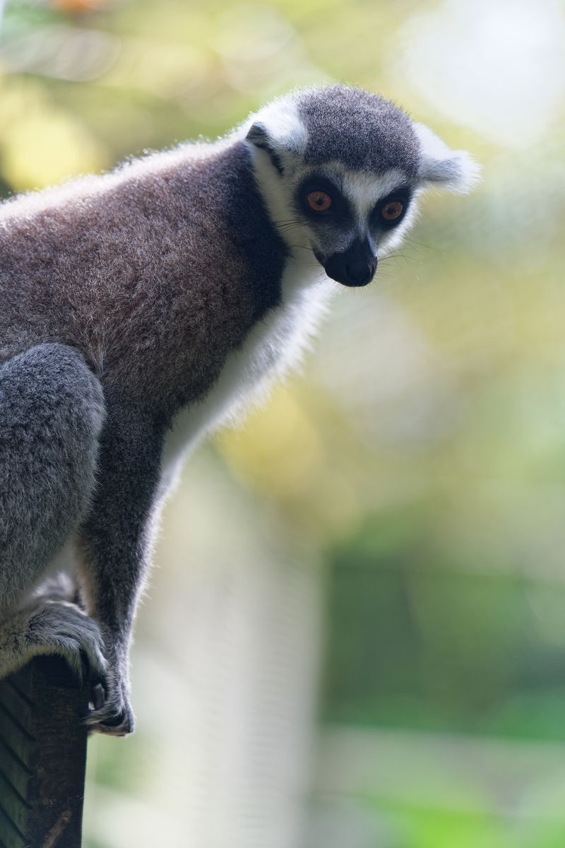 like the lemurs of Mayotte like the lemurs of Mayotte