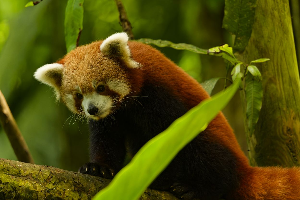 red panda at the zoo Guadeloupe Zoo red panda