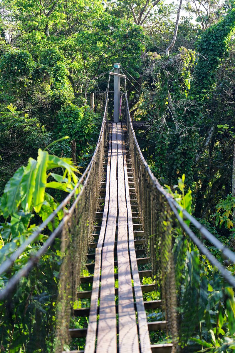 canopy bridge canopy bridge