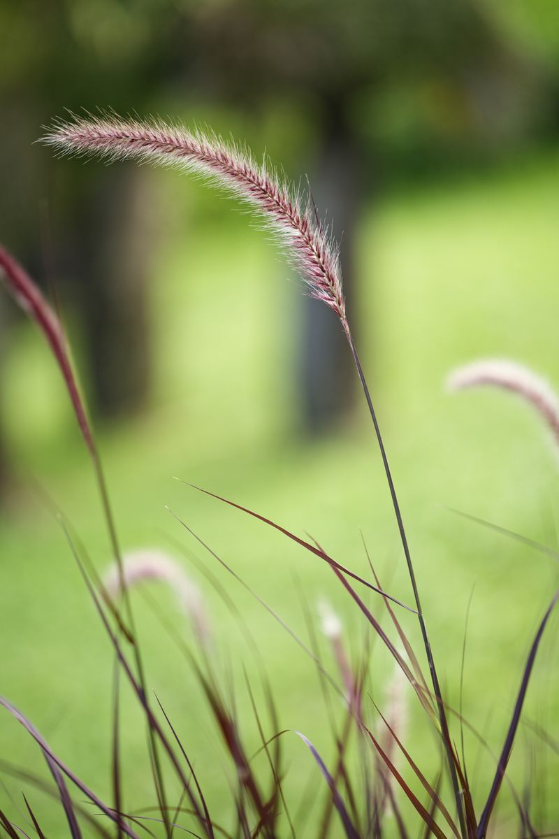 Viltrox 85mm 1.4 proxy viltrox 85mm 1.4