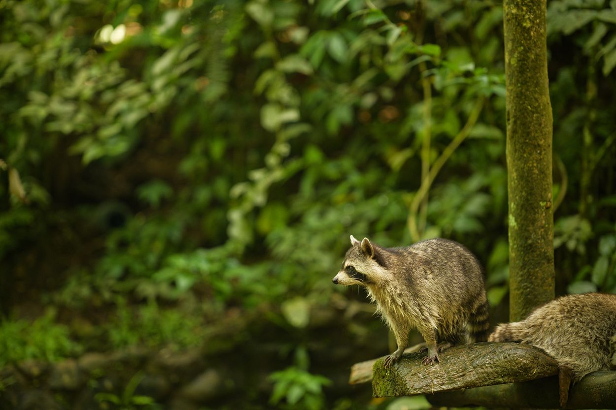 zoo raccoon zoo raccoon