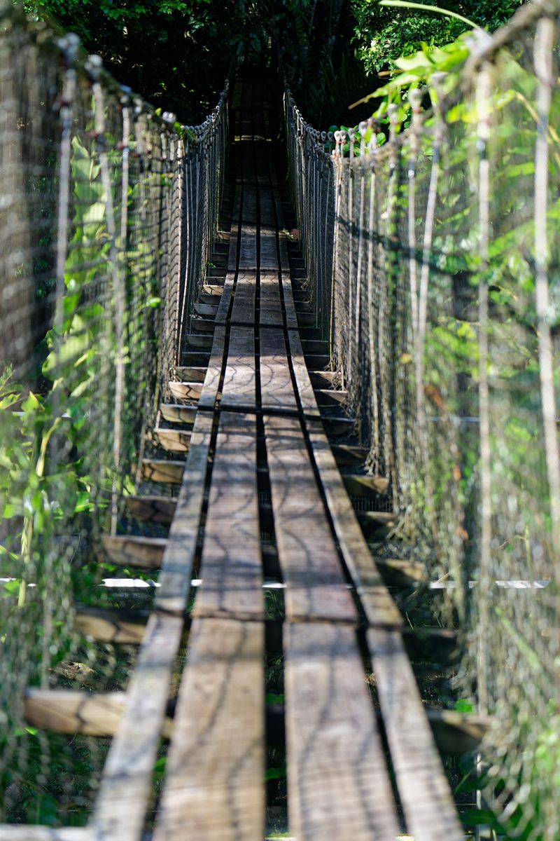 canopy trail canopy trail
