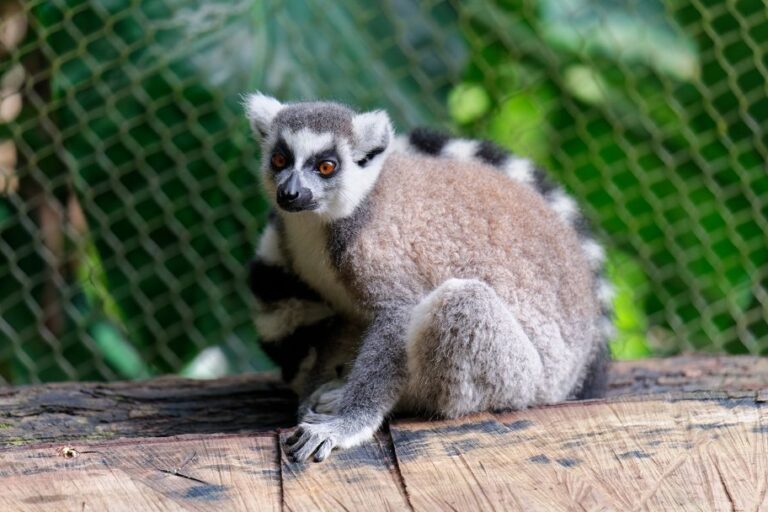 visite du zoo de guadeloupe parc des mamelles