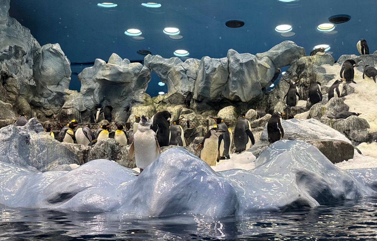 Planet Penguin loro parque pingouins zoo loro parque