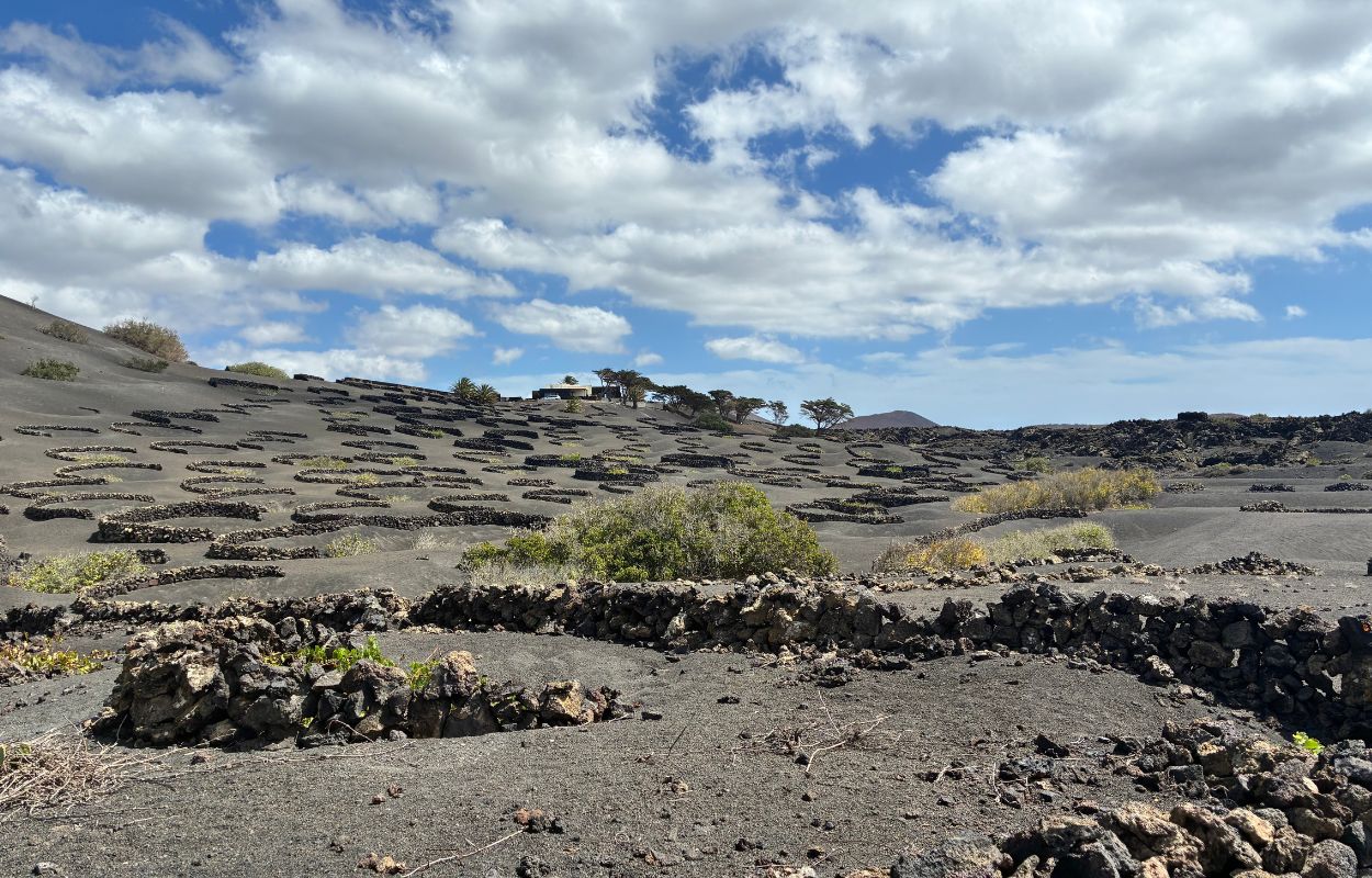 vineyards in Lanzarote canary islands wine tasting la geria