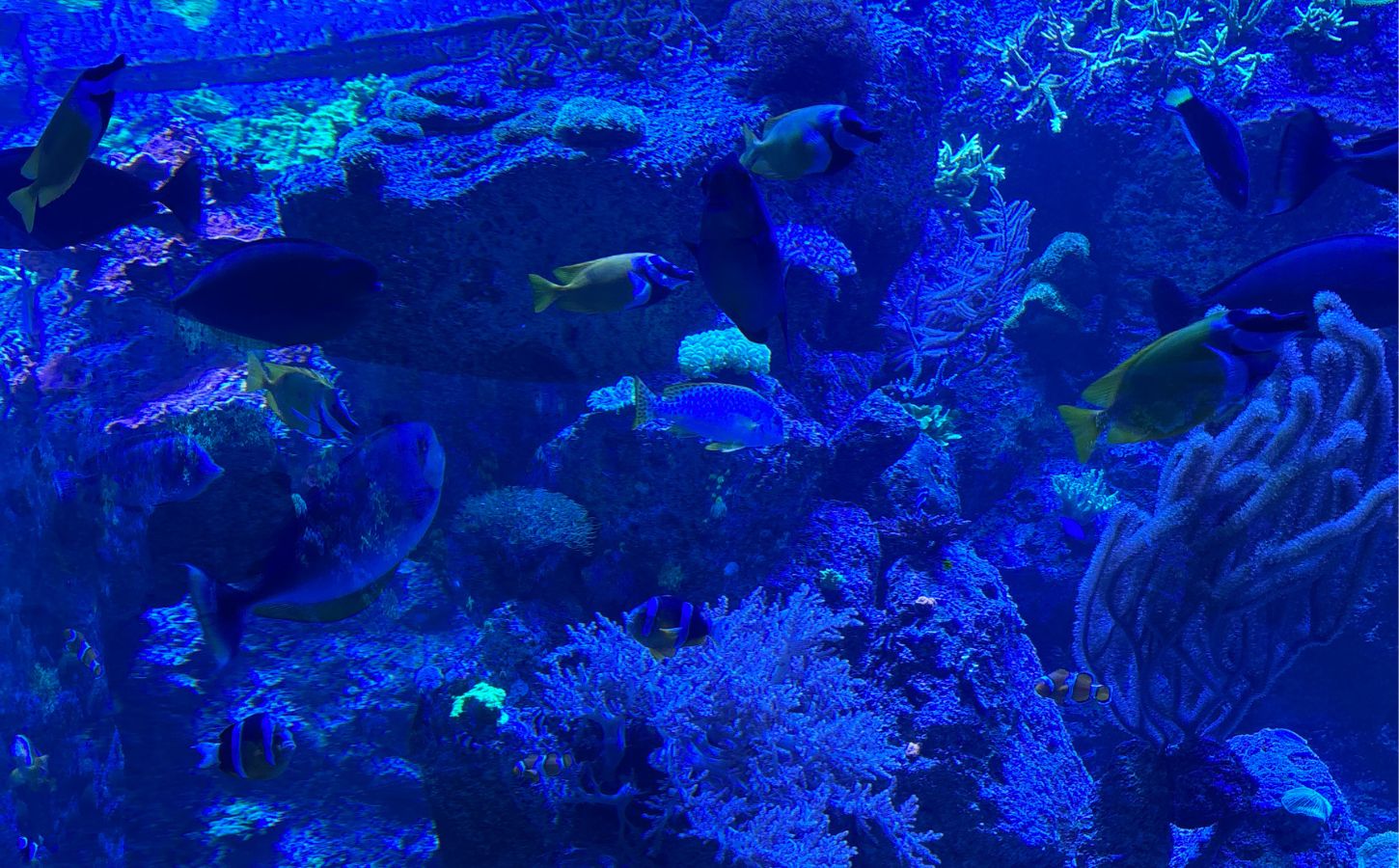 coraux au loro parque tenerife loro parque incontournable tenerife