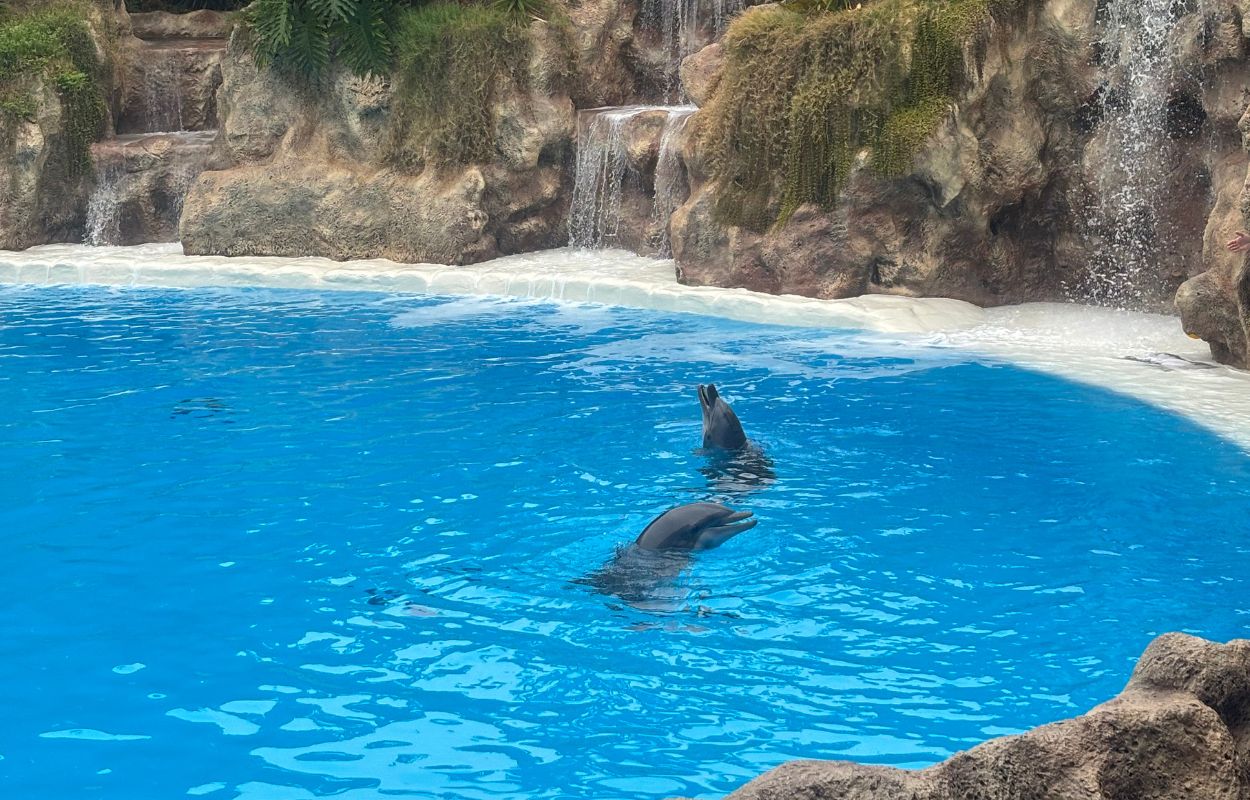 dauphins au loro parque que voir au loro parque tenerife