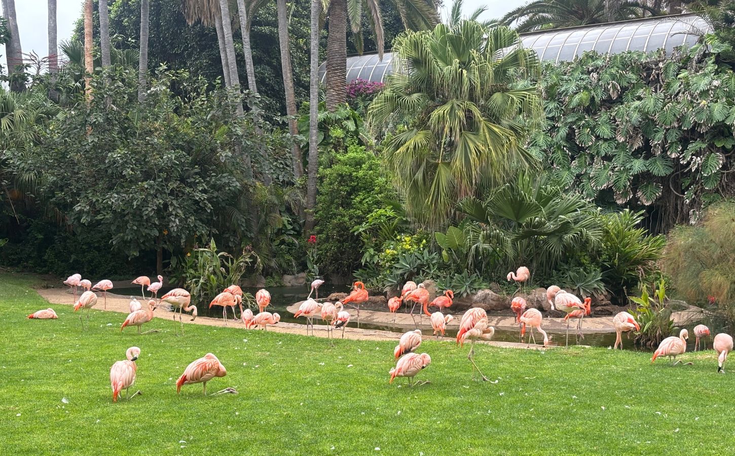 flamands rose loro parque canaries flamands rose tenerife
