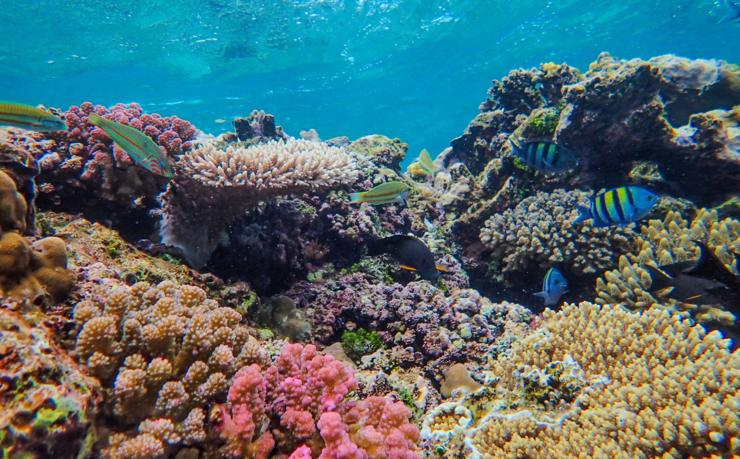 Meeresboden Lanzarote tropische fische auf den kanarischen inseln