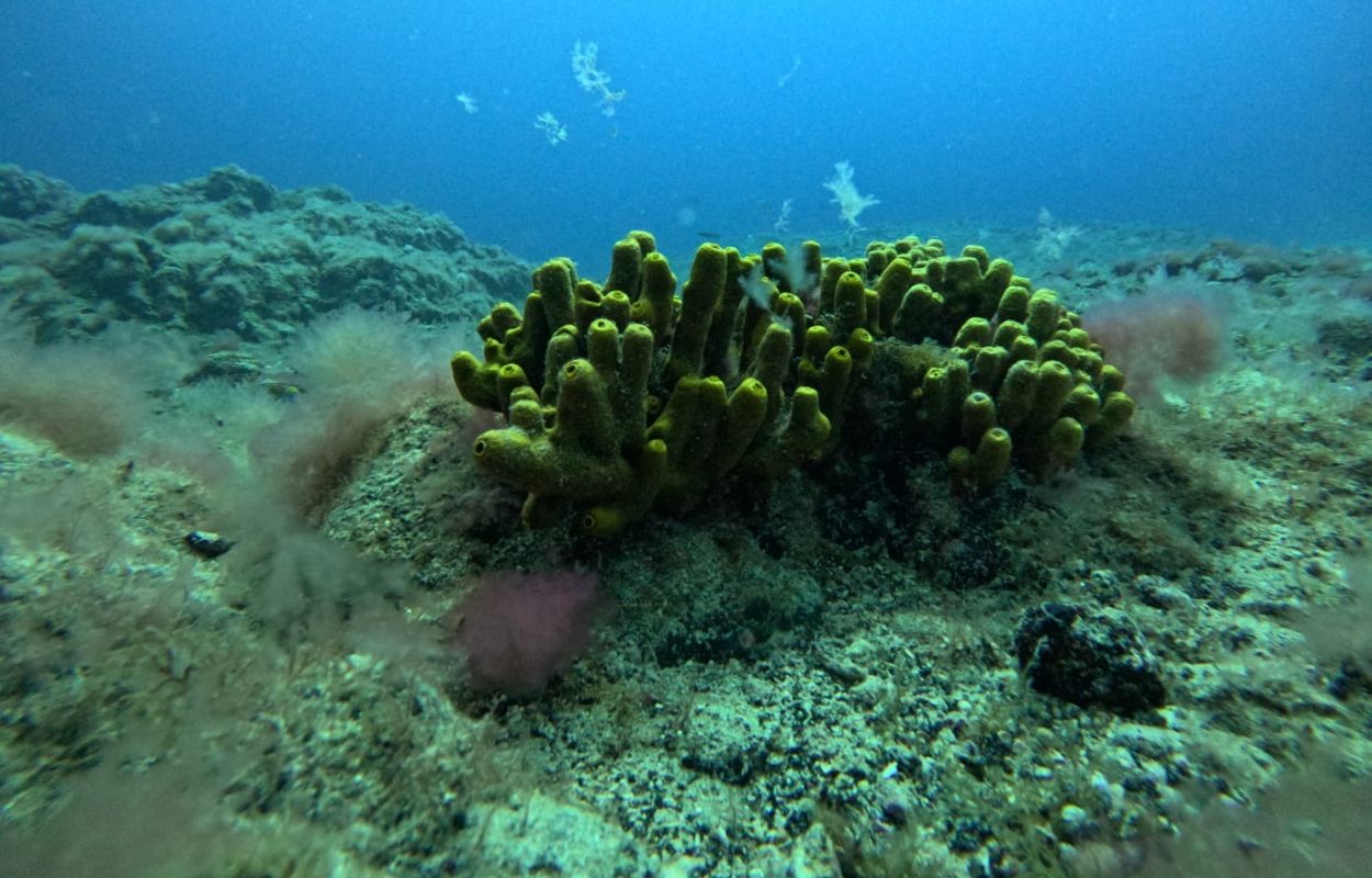 Meeresboden Lanzarote meeresboden vor den kanarischen inseln