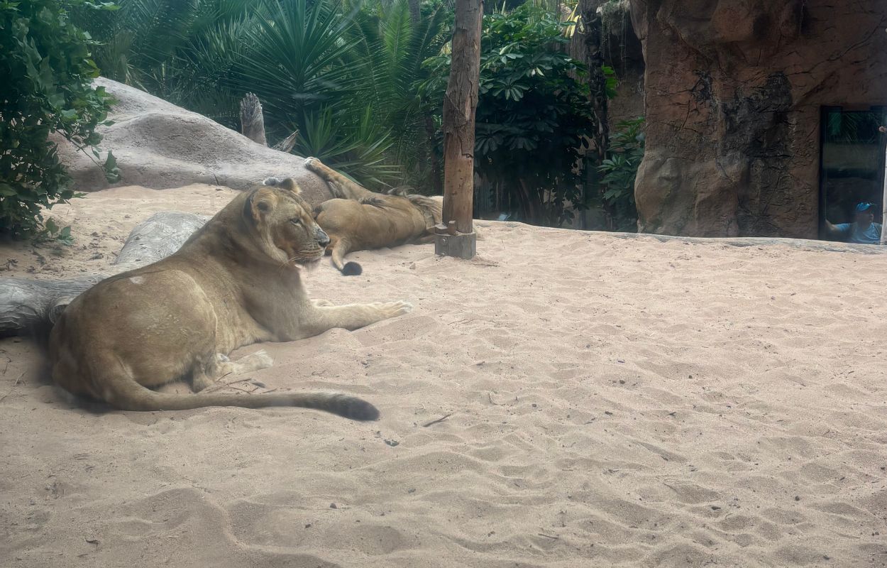 lionne au loro parque tenerife animaux sauvages zoo loro parque