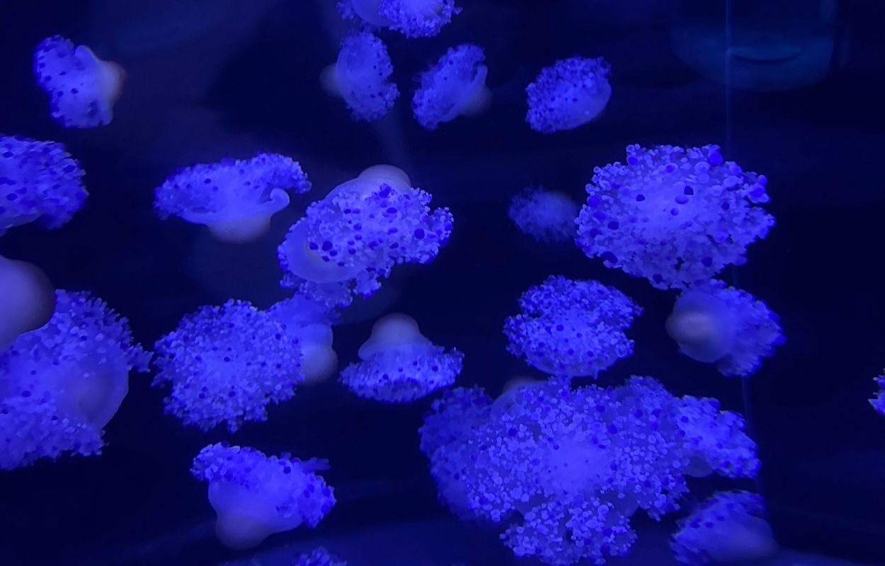 méduses du loro parque aqua viva au loro parque tenerife
