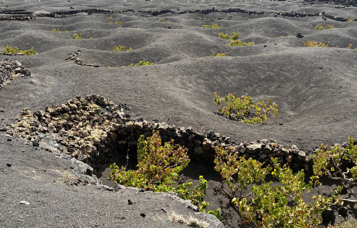 landscape la geria lanzarote la geria vineyards
