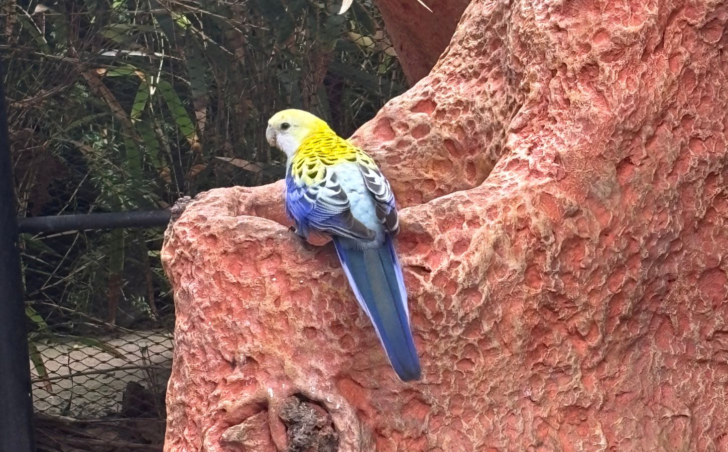 perroquet tenerife joli perroquet au loro parque